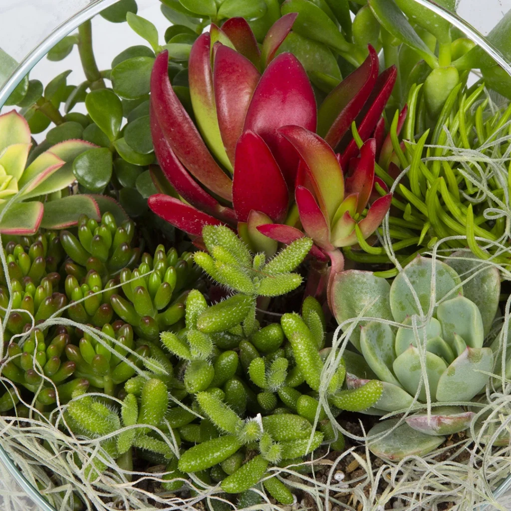 تراریوم کاکتوس کد 2122