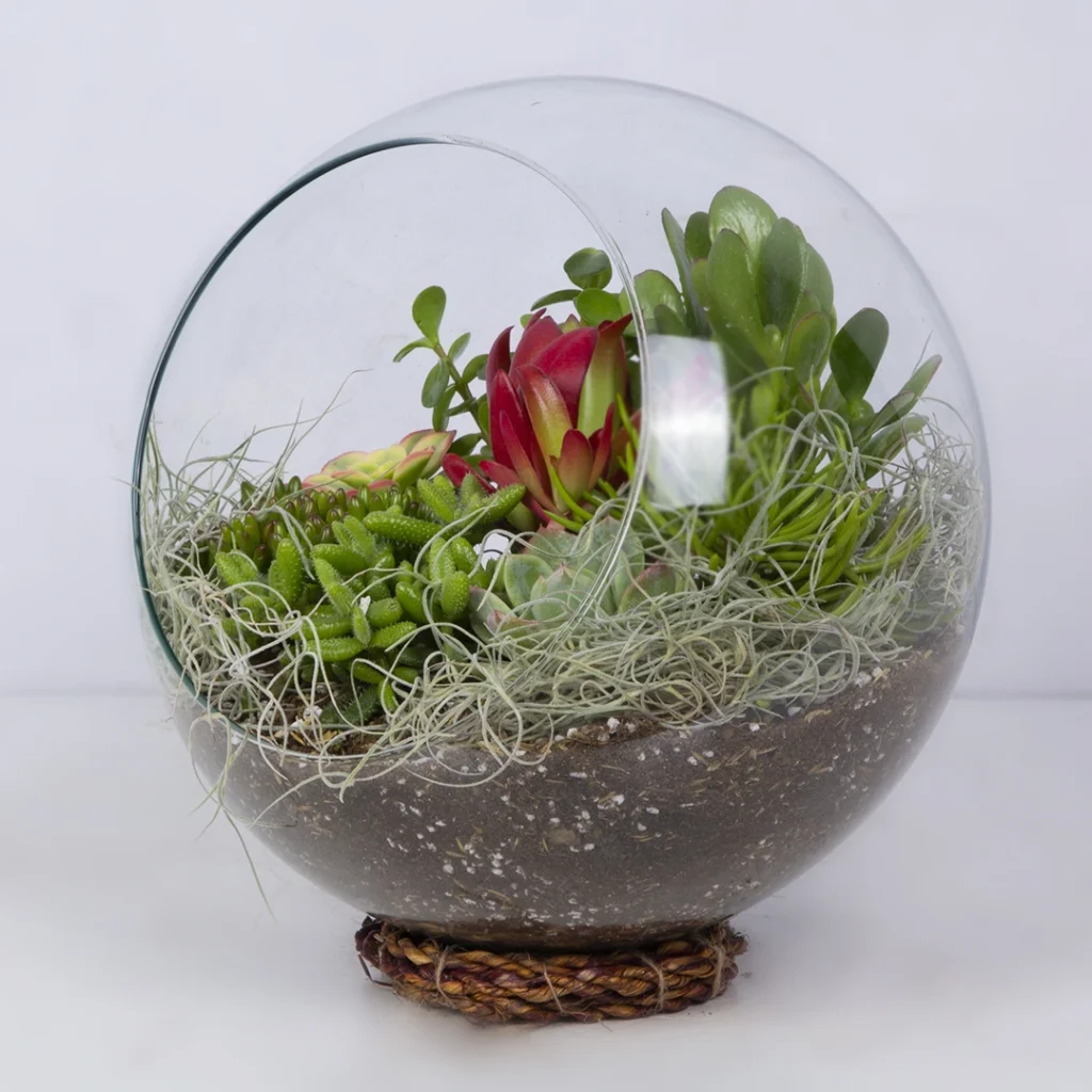 تراریوم کاکتوس کد 2122