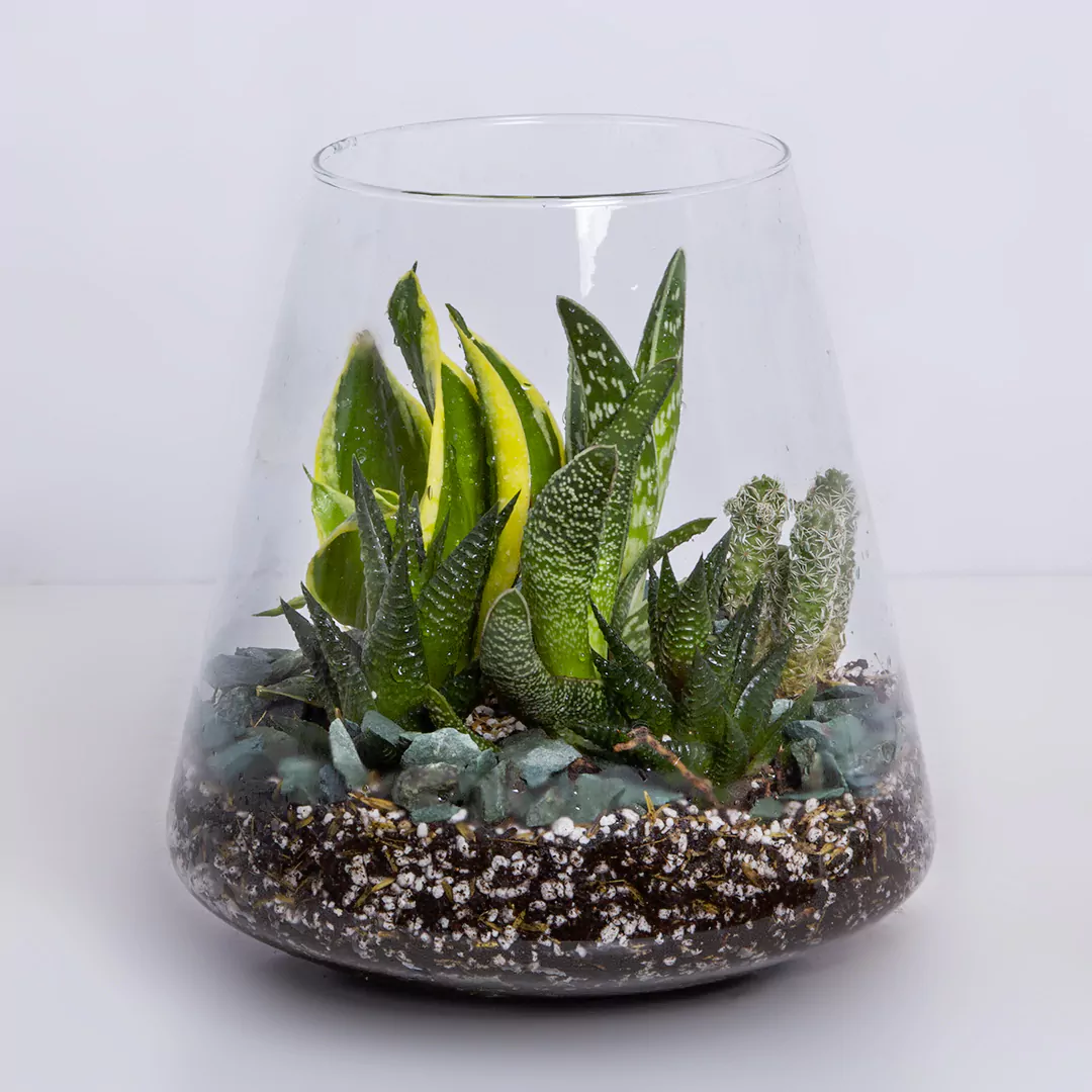 تراریوم کاکتوس کد 2132