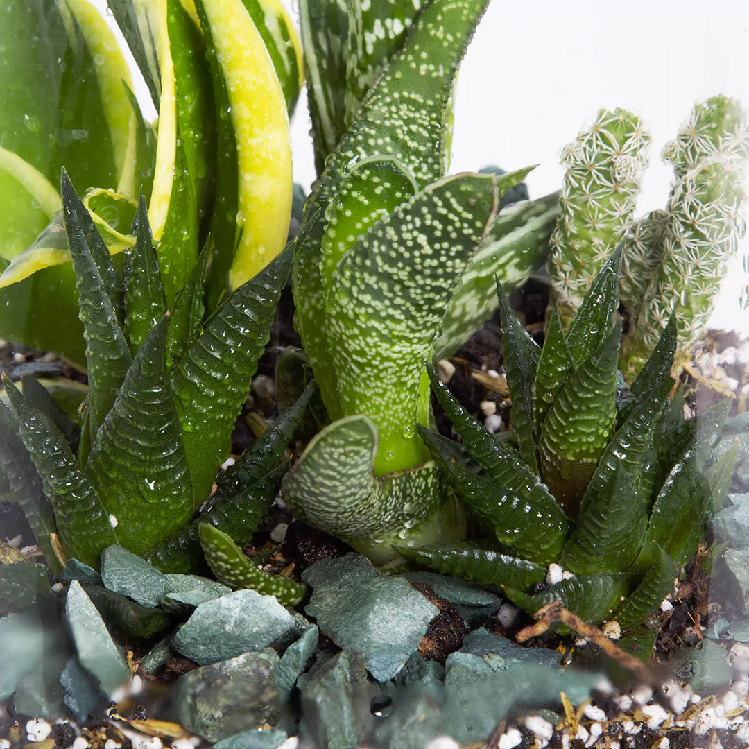 تراریوم کاکتوس کد 2132