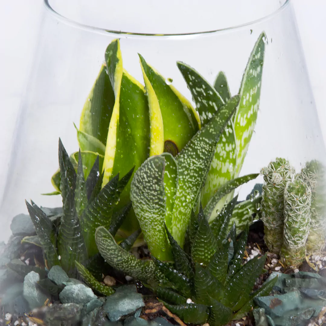 تراریوم کاکتوس کد 2132