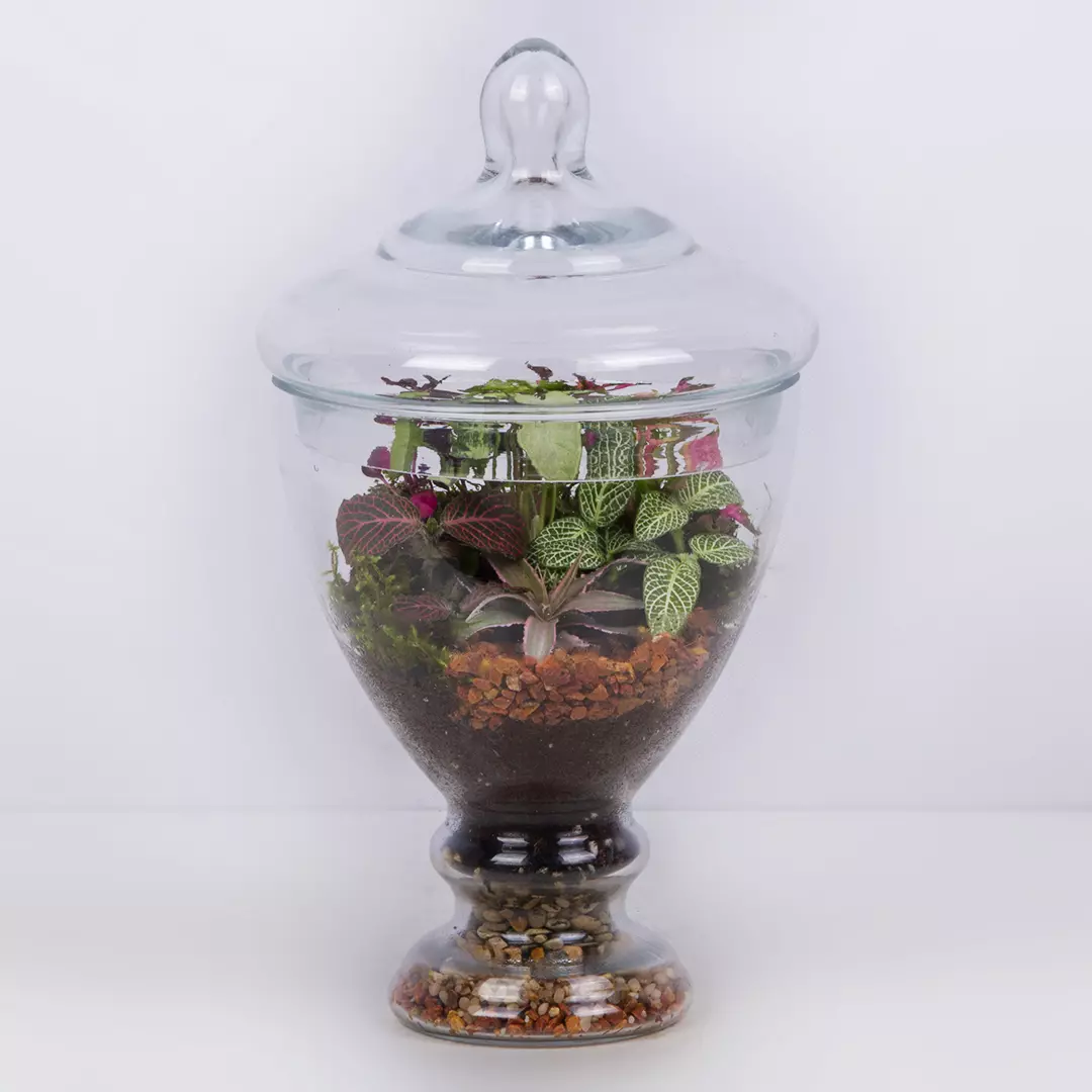 تراریوم شیشه ای کد 2141