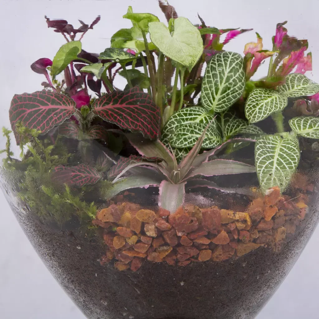 تراریوم شیشه ای کد 2141