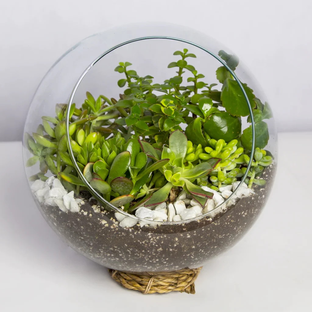 تراریوم کاکتوس – کد 2151