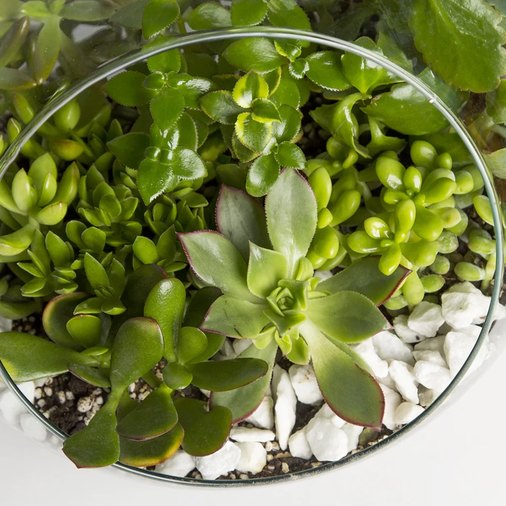 تراریوم کاکتوس – کد 2151