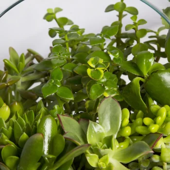 تراریوم کاکتوس – کد 2151