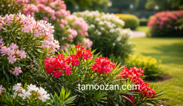 خرزهره- انتخاب ،کاشت و نگهداری