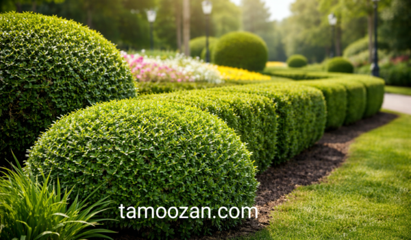 شمشاد تموزان