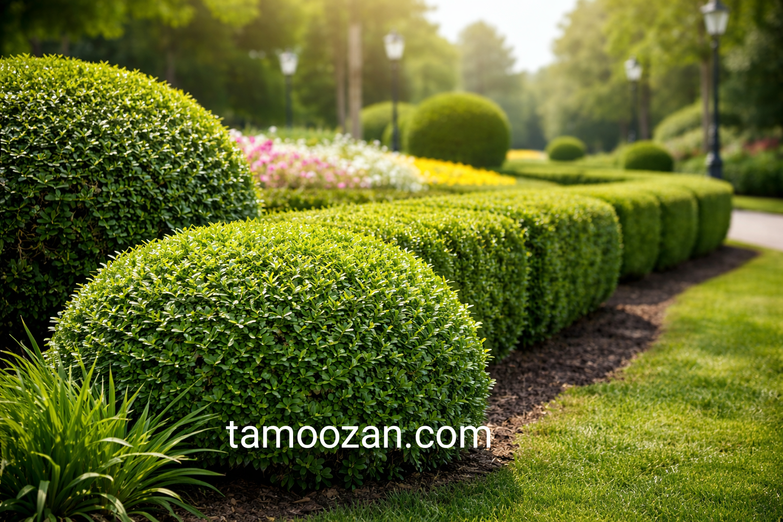 شمشاد تموزان