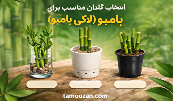 انتخاب گلدان مناسب برای بامبو (لاکی بامبو) | راهنمای کامل نگهداری — تموزان