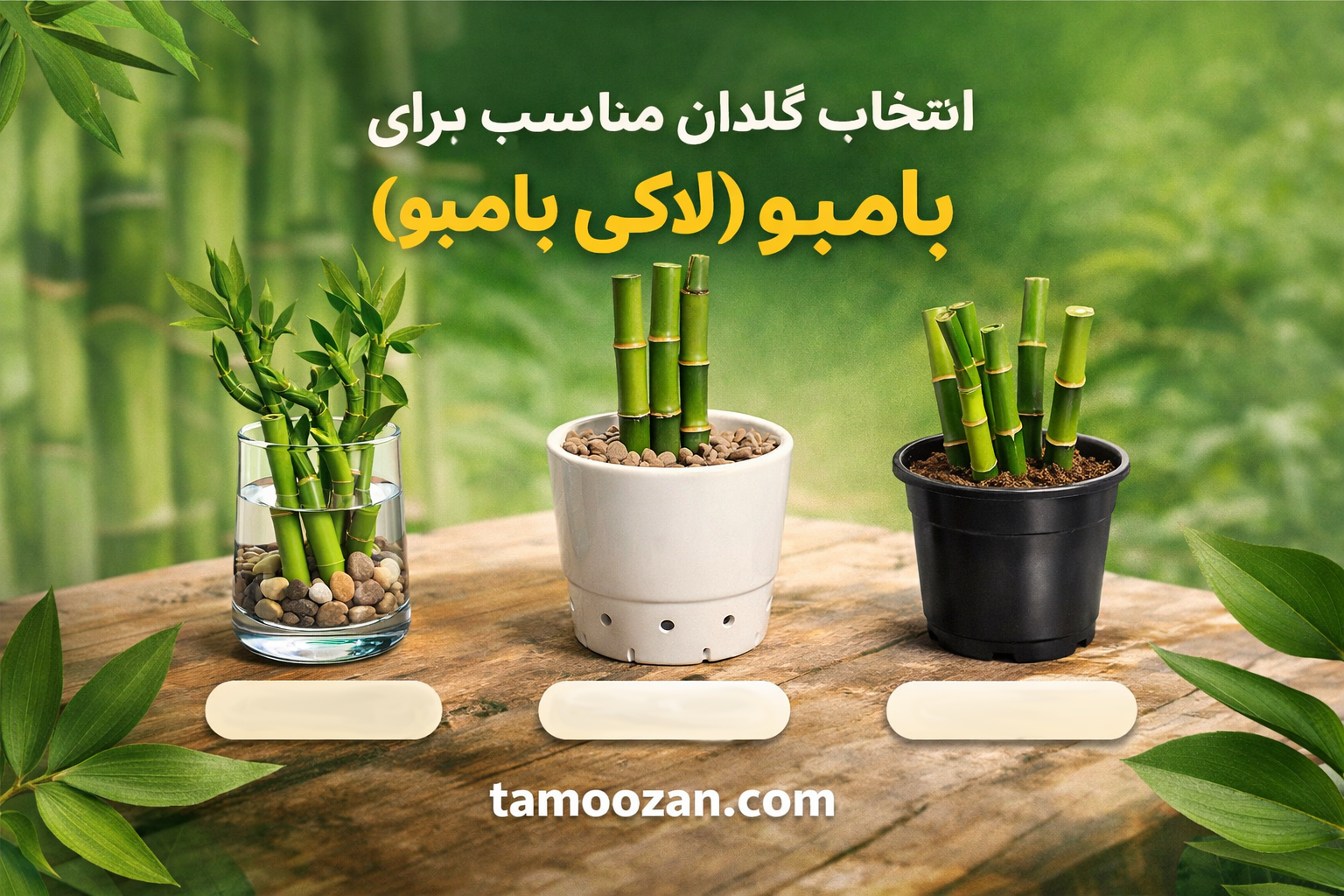 انتخاب گلدان مناسب برای بامبو (لاکی بامبو) | راهنمای کامل نگهداری — تموزان