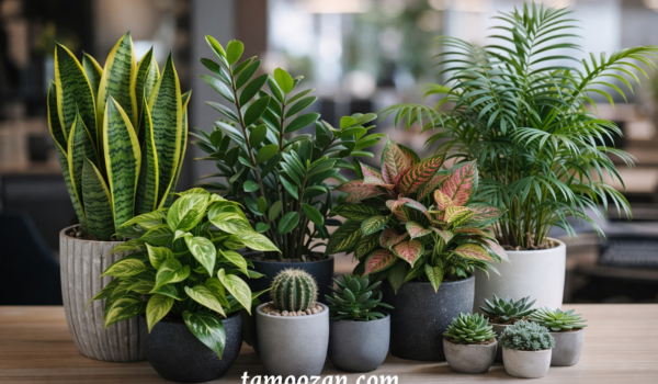 در این مقاله از تموزان، می‌خواهیم بررسی کنیم که چرا این نوع گیاهان برای فضاهای پرتردد ترجیح داده می‌شوند و چه گزینه‌هایی برای شما مناسب‌ترند.