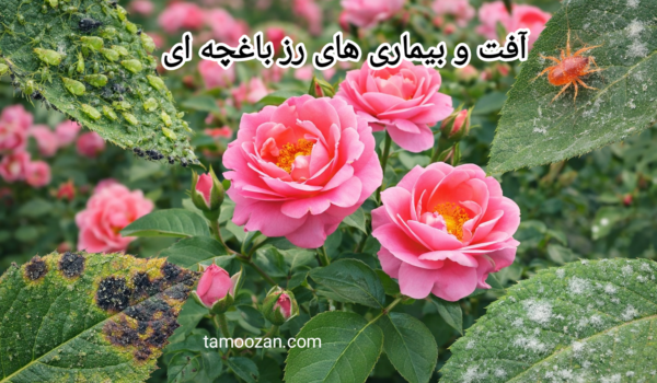 بررسی آفت و بیماری های رز باغچه ای به همراه راهکار