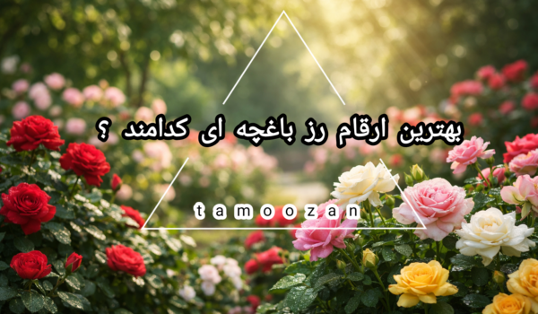 بهترین ارقام رز باغچه‌ای مناسب اقلیم‌های مختلف ایران را بشناسید؛ رزهای مقاوم، پرگل و کم‌دردسر برای باغچه‌های خانگی و فضای سبز شهری.