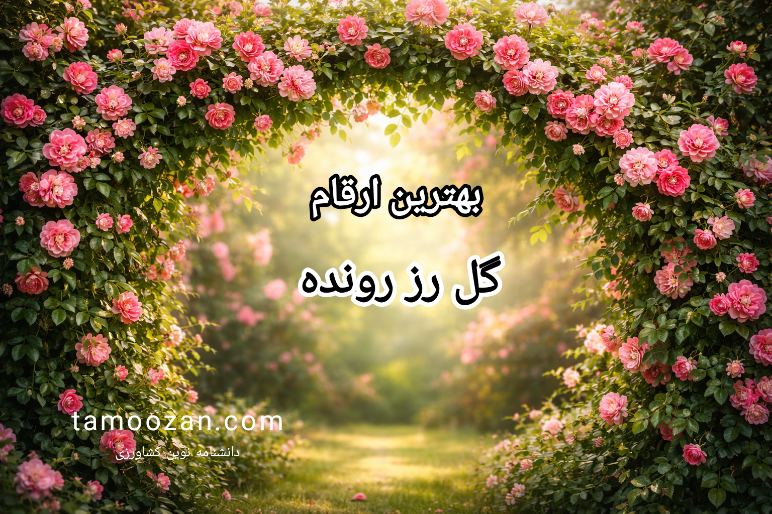 هترین ارقام گل رز رونده برای ایران | کاربرد در فضای سبز | تموزان