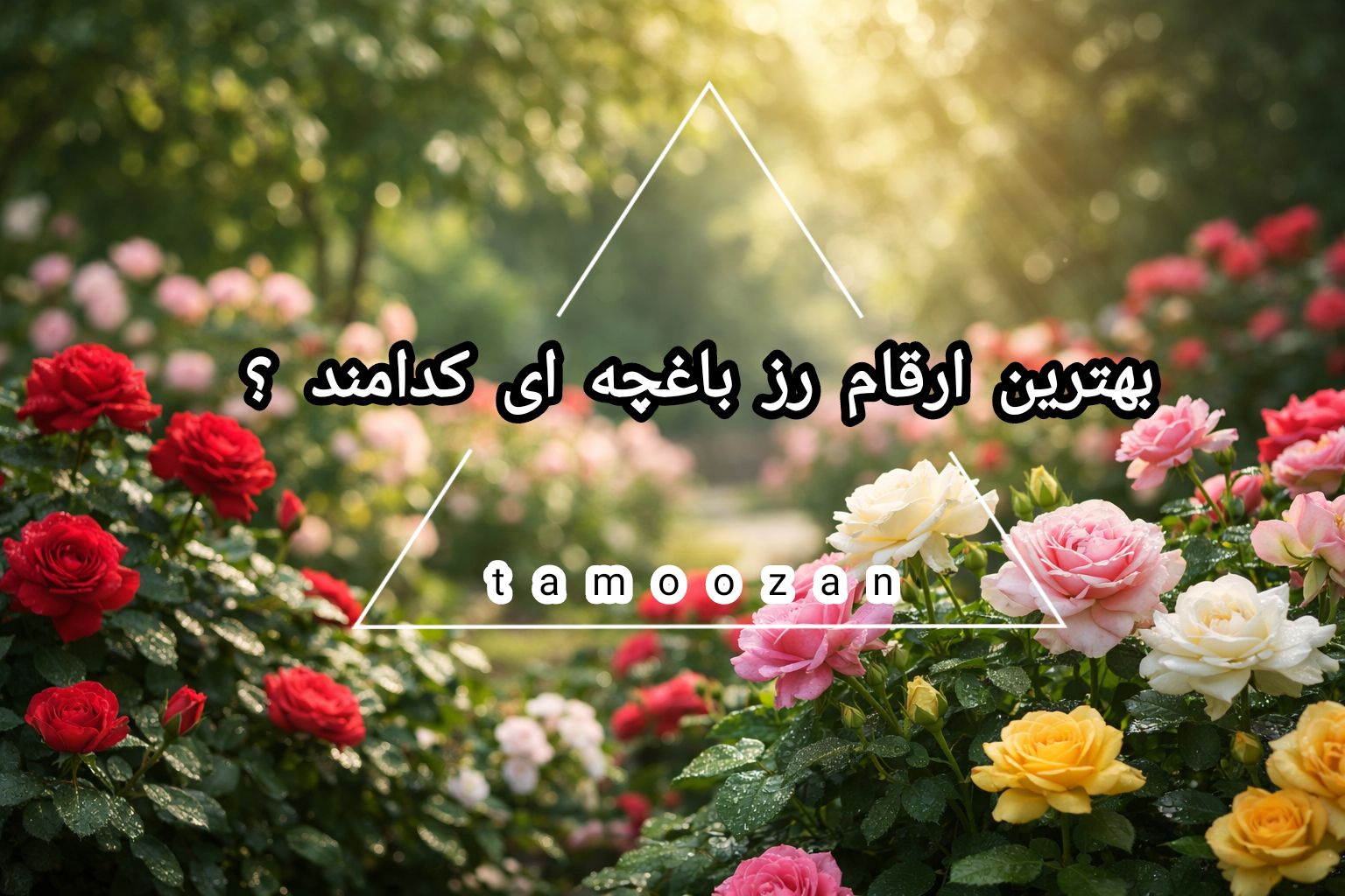 بهترین ارقام رز باغچه‌ای مناسب اقلیم‌های مختلف ایران را بشناسید؛ رزهای مقاوم، پرگل و کم‌دردسر برای باغچه‌های خانگی و فضای سبز شهری.