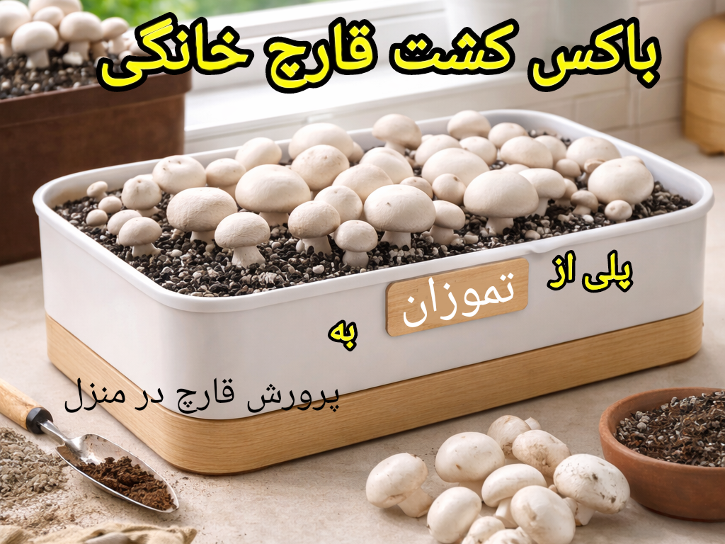 باکس-کشت-قارچ-خانگی-تموزان پلی به سوی پرورش قارچ در منزل