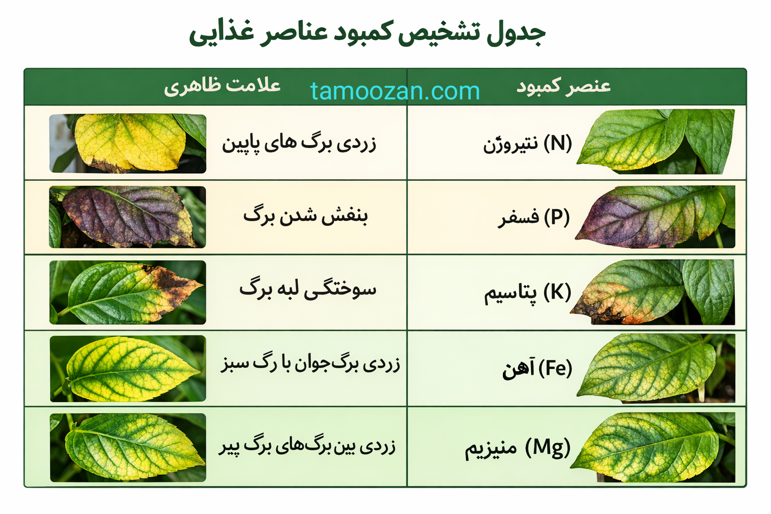 علائم کمبود عناصر غذایی در گیاهان آپارتمانی + راه تشخیص و درمان