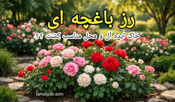 خاک مناسب و محل کاشت صحیح، زیربنای موفقیت در پرورش رز باغچه‌ای است. با فراهم کردن بستر استاندارد، رز شما سالم‌تر، پرگل‌تر و مقاوم‌تر است