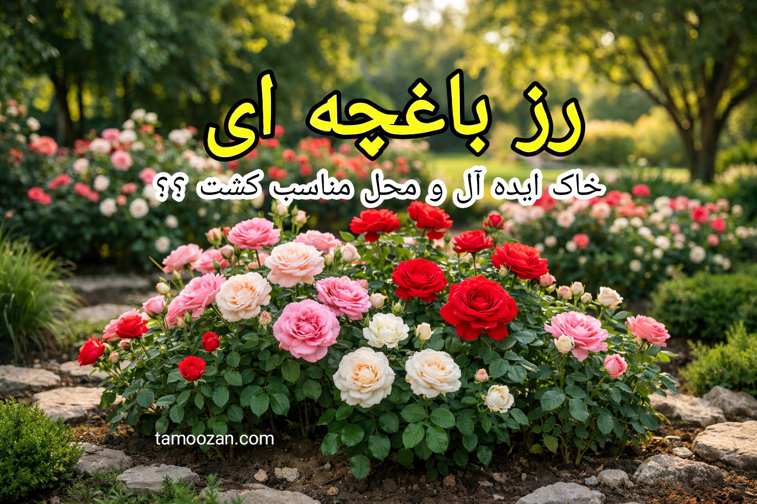 خاک مناسب و محل کاشت صحیح، زیربنای موفقیت در پرورش رز باغچهای است. با فراهم کردن بستر استاندارد، رز شما سالمتر، پرگلتر و مقاومتر است