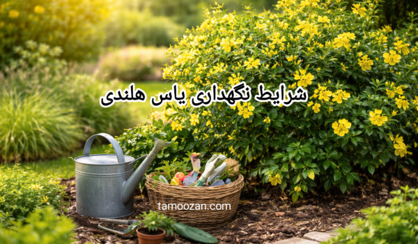یاس-هلندی؛-گیاهی-ماندگار-و-اقتصادی-برای فضای سبز شهری
