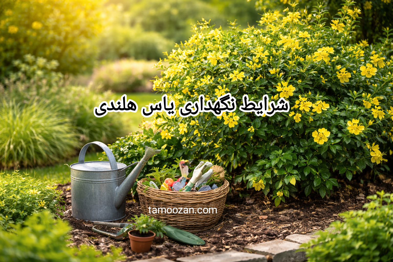 یاس-هلندی؛-گیاهی-ماندگار-و-اقتصادی-برای فضای سبز شهری