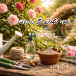نگهداری گل رز رونده | نور، آبیاری، خاک و کوددهی اصولی | تموزان