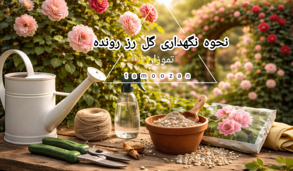 نگهداری گل رز رونده | نور، آبیاری، خاک و کوددهی اصولی | تموزان