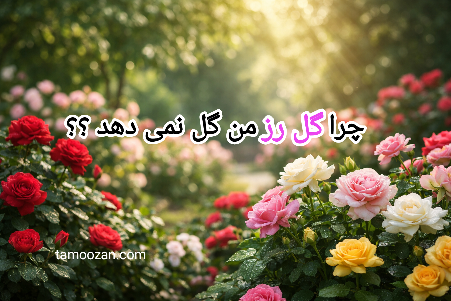چرا گل رز من گل نمیدهد؟ این یک پاسخ طبیعی به نقص محیطی یا مدیریتی است، نه یک بیماری . با بررسی دقیق میتوانید محیط رشد رابهینه سازی کنید.