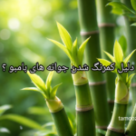 علت کمرنگ شدن جوانه‌ها و پاجوش‌های بامبو چیست؟ بررسی نقش نور، آب، تغذیه و دما + راهکارهای کاربردی برای بازگشت رنگ سبز بامبو.