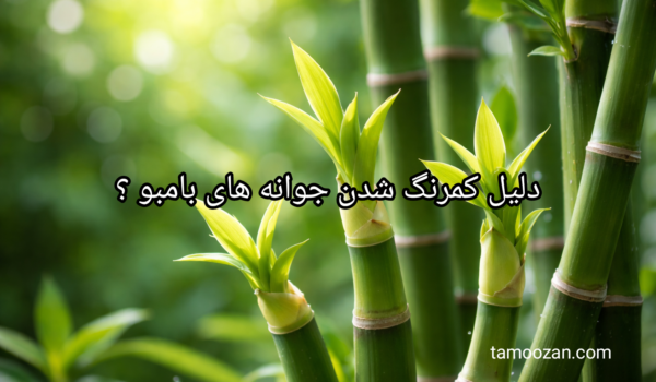 علت کمرنگ شدن جوانه‌ها و پاجوش‌های بامبو چیست؟ بررسی نقش نور، آب، تغذیه و دما + راهکارهای کاربردی برای بازگشت رنگ سبز بامبو.