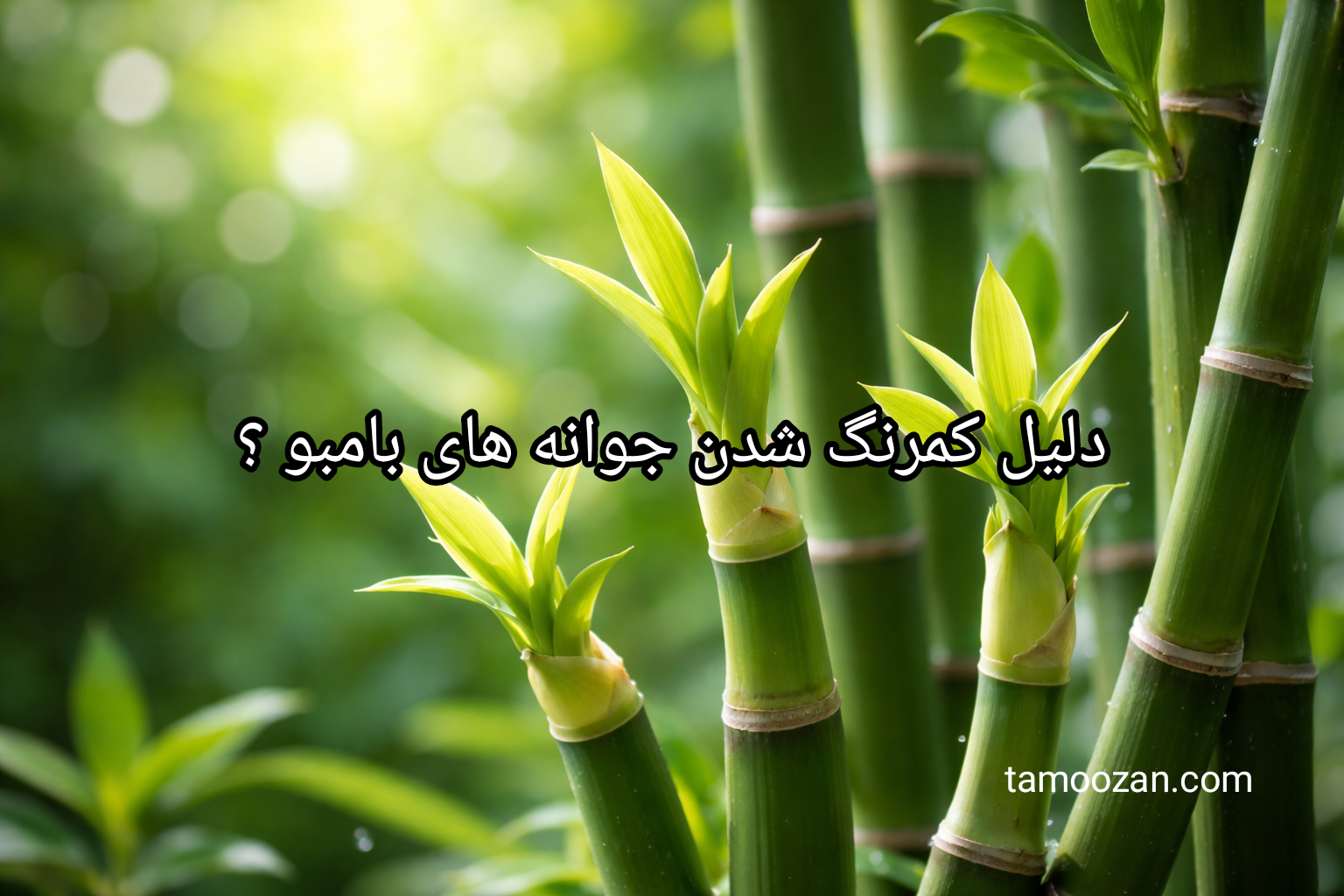 علت کمرنگ شدن جوانه‌ها و پاجوش‌های بامبو چیست؟ بررسی نقش نور، آب، تغذیه و دما + راهکارهای کاربردی برای بازگشت رنگ سبز بامبو.