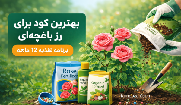 بهترین کود برای رز باغچه‌ای | برنامه تغذیه حرفه‌ای برای گل‌دهی حداکثری