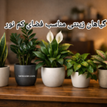 اگر فضای شما نور زیادی ندارد، با انتخاب گیاهان زینتی مناسب نور کم، می‌توانید فضایی زنده، آرامش‌بخش و حرفه‌ای بسازید.