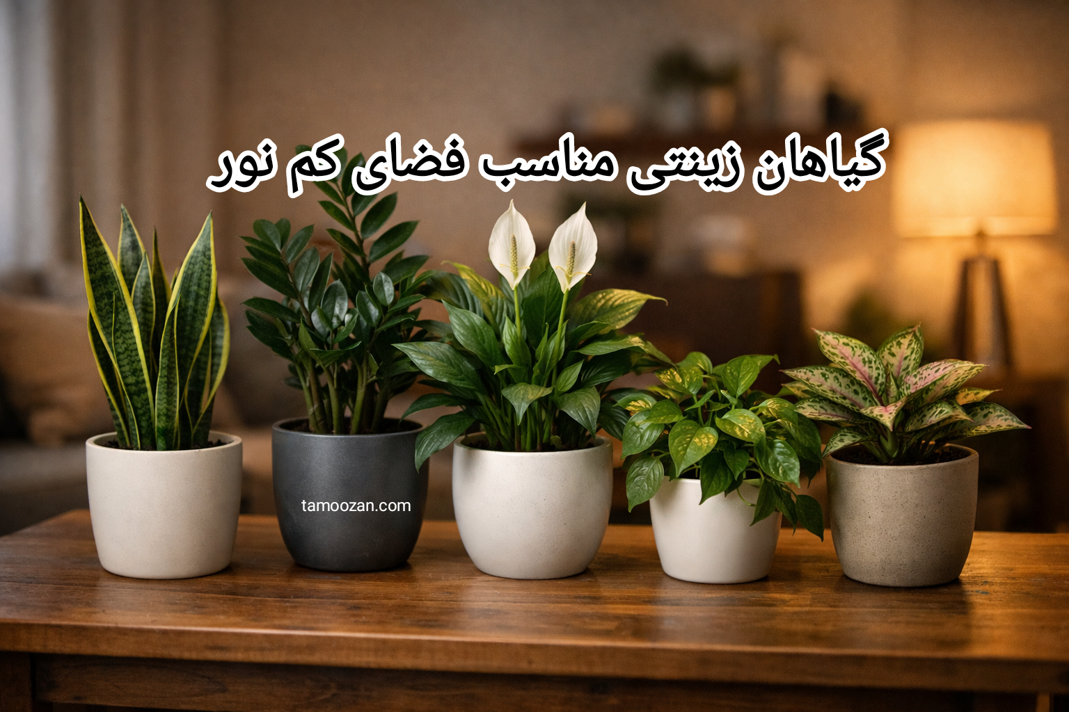 اگر فضای شما نور زیادی ندارد، با انتخاب گیاهان زینتی مناسب نور کم، می‌توانید فضایی زنده، آرامش‌بخش و حرفه‌ای بسازید.