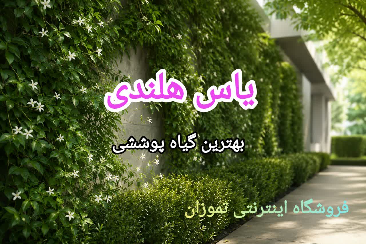 یاس هلندی؛ بهترین گیاه پوششی
