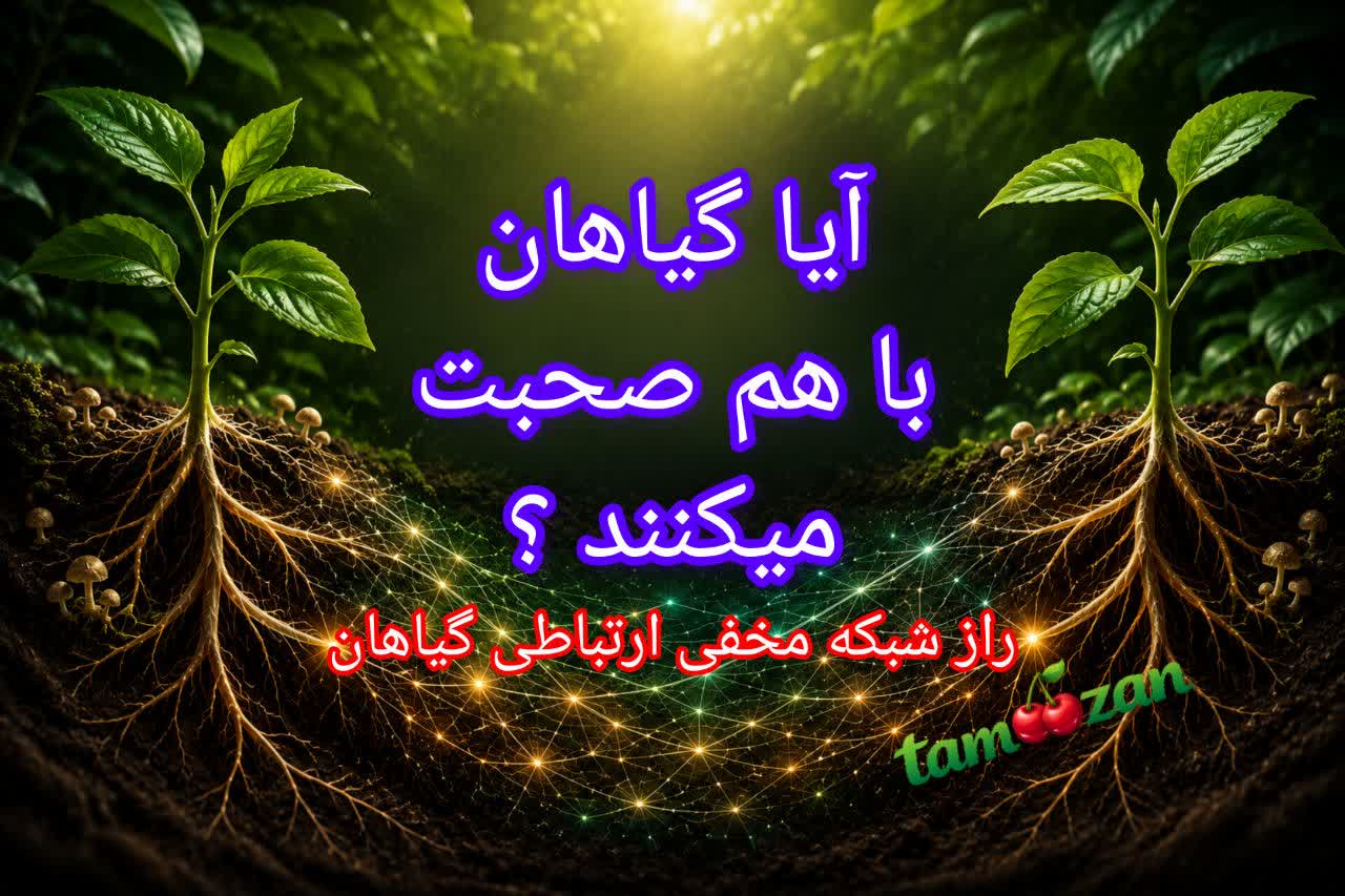 راز اینترنت زیرزمینی گیاهان