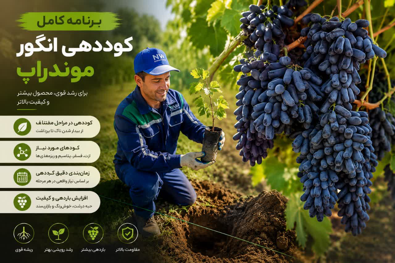 برنامه کوددهی انگور موندراپ؛ راهنمای کامل تغذیه تاک از زمان بیدار شدن بوته تا برداشت محصول. با معرفی کودهای مناسب،