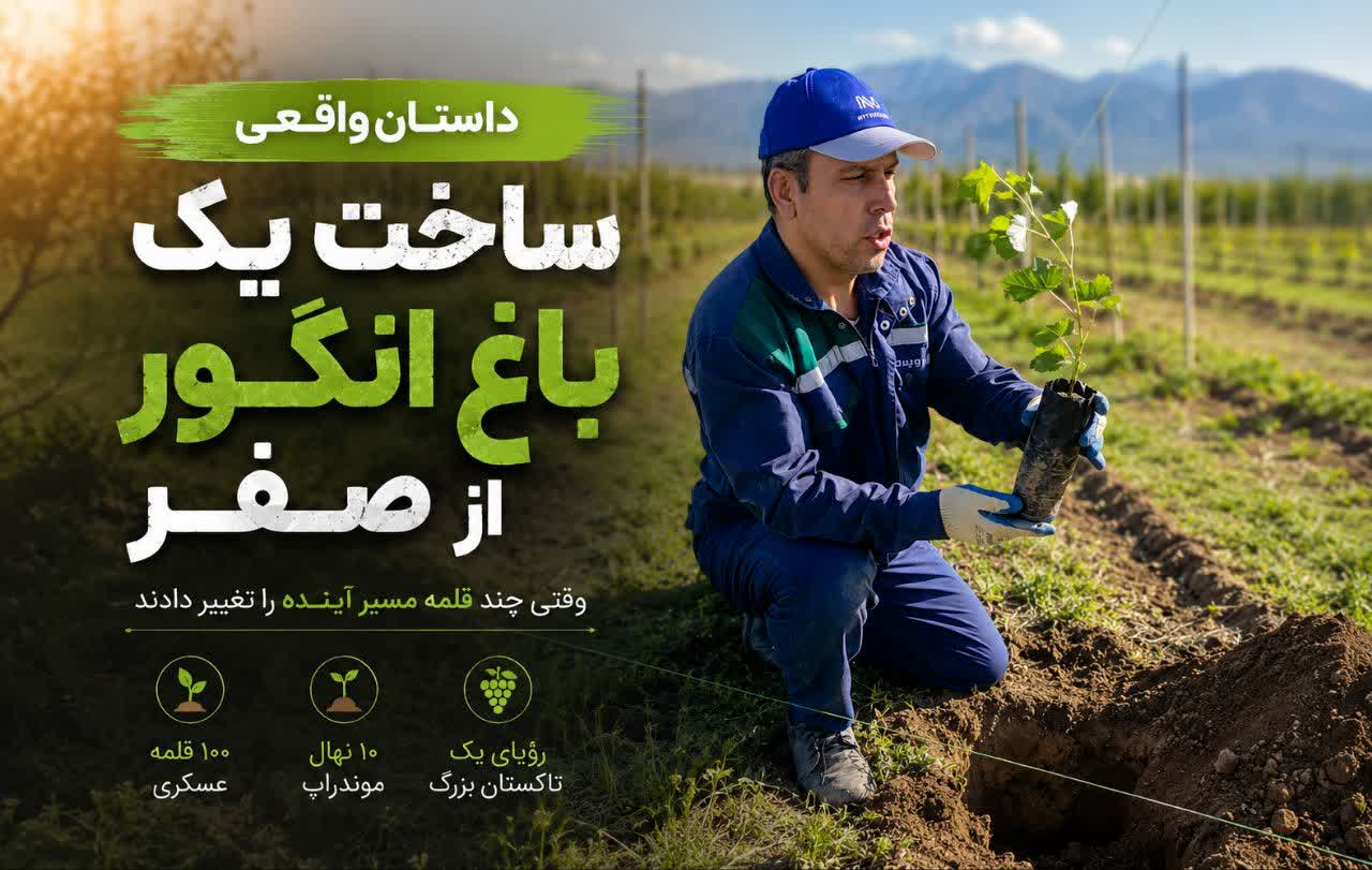 داستان واقعی ساخت یک باغ انگور از صفر؛ وقتی چند قلمه مسیر آینده را تغییر دادند