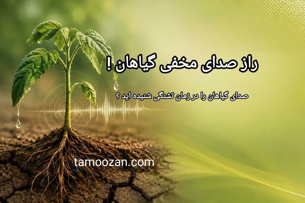 آیا می‌دانستید گیاهان هنگام تشنگی صدا تولید می‌کنند؟ | راز صداهای مخفی گیاهان