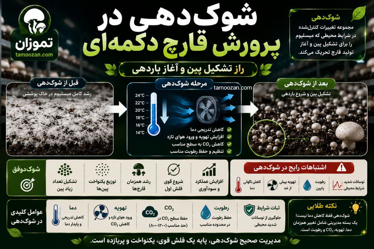 شوک‌دهی (Shock) در پرورش قارچ دکمه‌ای چیست؟ راهنمای کامل تحریک تشکیل پین و آغاز باردهی