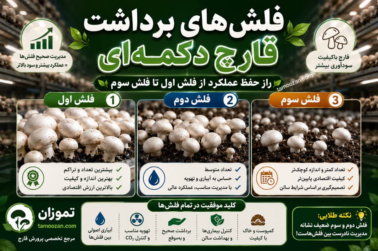 فلش‌های برداشت قارچ چیست و چگونه عملکرد هر فلش را افزایش دهیم؟