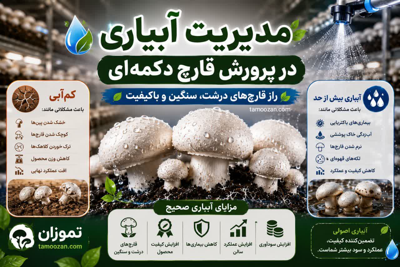 مدیریت آبیاری در پرورش قارچ دکمه‌ای؛ چه زمانی، چقدر و چگونه آبیاری کنیم؟
