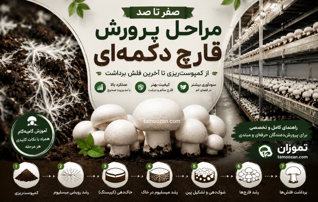 «مراحل پرورش قارچ دکمه‌ای؛ آموزش صفر تا صد از کمپوست‌ریزی تا آخرین فلش برداشت»