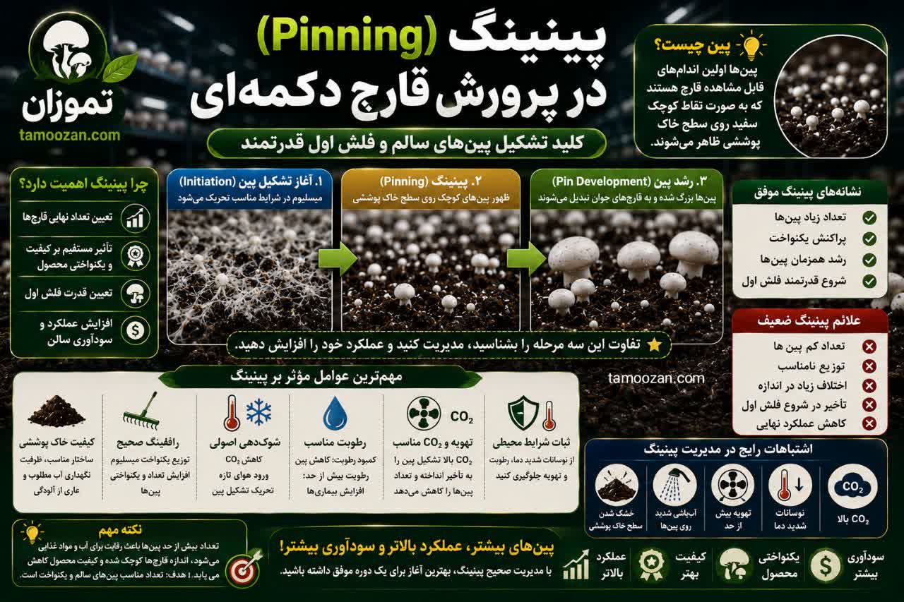 پینینگ (Pinning) در پرورش قارچ دکمه‌ای چیست و چه عواملی بر تشکیل پین تأثیر می‌گذارند؟